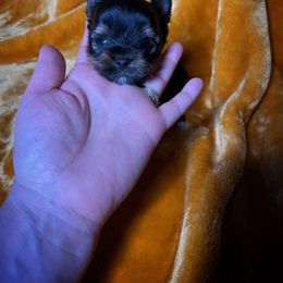 Chihuahua and Yorkshire Terrier Puppies from Fanciful Thrills Kennel