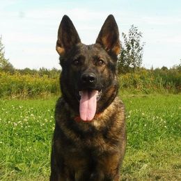 Aura - German Shepherd