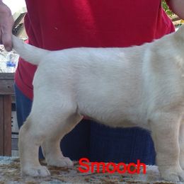 Labrador Retriever Puppies from Caerleon Ranch