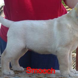 Labrador Retriever Puppies from Caerleon Ranch