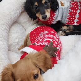 Dachshund Puppies from Davinner's Doxies