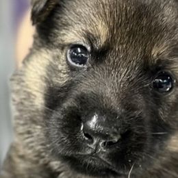 Boy 1 - Sable German Shepherd puppy in Terrell, Texas from Von Brodek Kennels