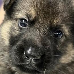 Boy 1 - Sable German Shepherd puppy in Terrell, Texas from Von Brodek Kennels
