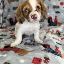 Dachshund Puppies from Weenie Haven