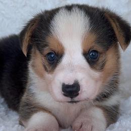 Pickle - Black and tan male Pembroke Welsh Corgi puppy in Beggs, Oklahoma from Blue Diamond Corgi’s
