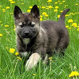 Siberian Husky Puppies from Light Foot Kennel