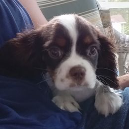 AKC Gamora - Chocolate female Cavalier King Charles Spaniel puppy in Soddy Daisy, Tennessee from Cocoa Cavaliers
