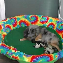 Phoebe - Black parti female Pomeranian puppy in Arizona from Ma Petite Amore Pomeranians