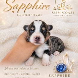 Sapphire - Black and tan female American Corgi puppy in Mariposa, California from Gem Coast Corgis