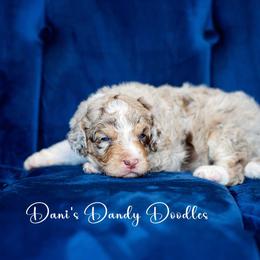 Aussiedoodle Puppies from Dani's Dandy Doodles