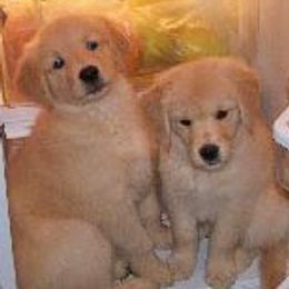 Golden Retrievers from Zest Golden Retrievers