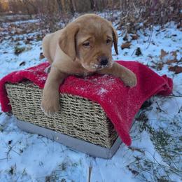 Yellow Girl 3 - Yellow female Labrador Retriever puppy in Williamsburg, Pennsylvania from River View Labradors