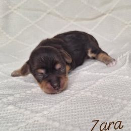 Zara - Chocolate female Yorkipoo puppy in Eau Claire, Wisconsin from Fisher River Doodle's