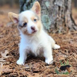 Casper - Blue merle and white male American Corgi puppy in Cameron, North Carolina from Butts Family Corgis