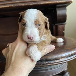 Socks - Red male Bernedoodle puppy in Superior, Arizona from Mountain Bridge Doodles