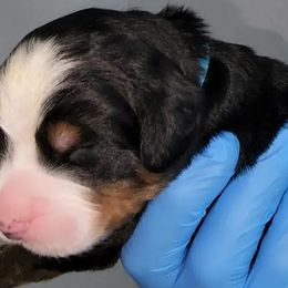 Teal Boy Joey - Bernese Mountain Dog puppy in Las Vegas, Nevada from Rogarci Berners Ranch