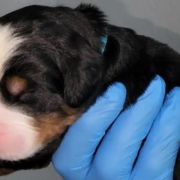 Teal Boy Joey - Bernese Mountain Dog puppy in Las Vegas, Nevada from Rogarci Berners Ranch