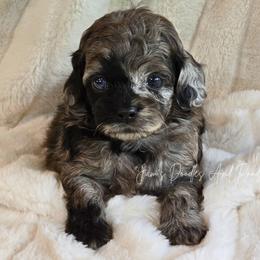 Gardenia - Merle female Cockapoo puppy in Cleveland, Georgia from Jam's Doodles And Poodles