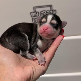 Willie - Male - Black and white male Pomsky puppy in Hurleyville, New York from My Crazy Pomskys