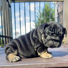 Batman - Black tri-color male Bulldog puppy in Fort Oglethorpe, Georgia from Jhuntfrenchies