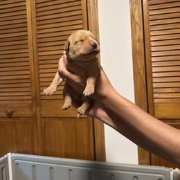 Lilo - Yellow female Labrador Retriever puppy in Sparta, Wisconsin from Valley Creek Dog Boarding and Training