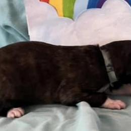 Girl 4 - Silken Windhound puppy in Punta Gorda, Florida from Sunkissed Silken Windhounds