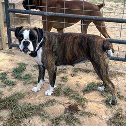 Freya - Boxer