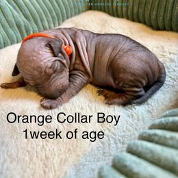 Orange collar boy - Black brindle and white male American Hairless Terrier puppy in Smith Center, Kansas from Wilsong Kennel