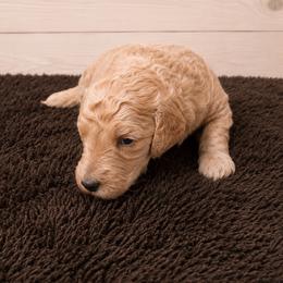 Elijah - Cream male Poodle puppy in Washington, Pennsylvania from Patriotic Poodles