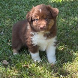 Blue - Red tri male Miniature Australian Shepherd puppy in Silver Creek, Mississippi from E4 Farm Mini Aussie’s