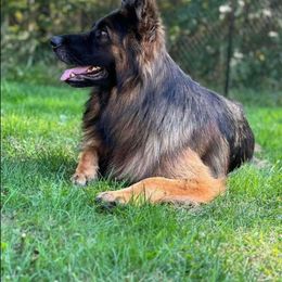 Heraa - German Shepherd