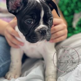 French Bulldog Puppies from House Of Phan Elite Frenchies
