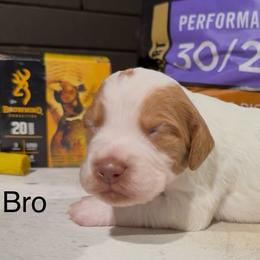 Browning - White and orange male Brittany puppy in Stillwater, Oklahoma from Kennel de Fowler