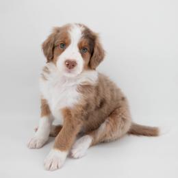 Australian Mountain Doodle Puppies from Brick House Farm Doodles