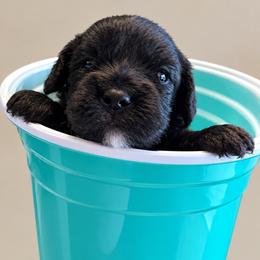Frannie - Black female Cavapoo puppy in St. Louis, Missouri from Sweet Snuggles Cavapoos
