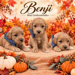Bengi - Apricot male Goldendoodle puppy in St Anthony, Idaho from Diamond H Puppies