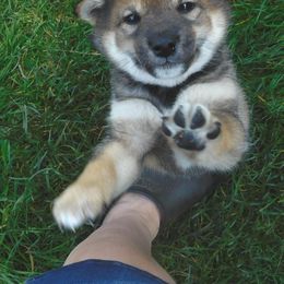 Shiba Inu Puppies from Kawako Shiba Inu