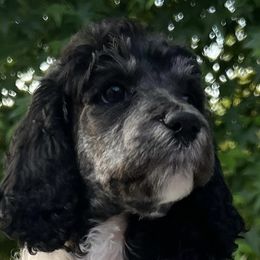 Poodles from Telyn's Poodles Where We Have Standards