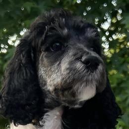 Poodles from Telyn's Poodles Where We Have Standards