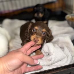 Benn Grimm - Chocolate and tan male Dachshund puppy in Ceres, California from Rockin' M’s LilBitty Dachshunds (LBD)