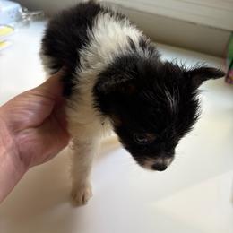 Henry (Chion puppy) - Black and tan male Companion Cross puppy in Massachusetts, Massachusetts from Boston Chi Chis