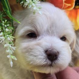Baymax - Wheaten male Miniature Schnauzer puppy in Hertford, North Carolina from Little Bug Schnauzers