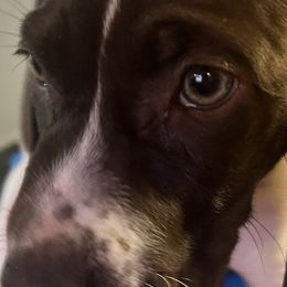 Girl 3 - Liver and white German Shorthaired Pointer puppy in Waller, Washington from MLC Kennel