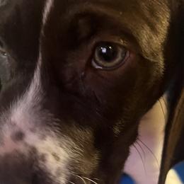 Girl 3 - Liver and white German Shorthaired Pointer puppy in Waller, Washington from MLC Kennel