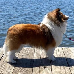 Shetland Sheepdogs from Jennifer's Shetland Sheepdogs