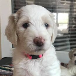 Assorted Doodle Crosses, Aussiedoodles, Bernedoodles, Cavapoos, Cotons de Tulear, and Goldendoodles from Scenic City Doodles
