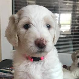 Assorted Doodle Crosses, Aussiedoodles, Bernedoodles, Cavapoos, Cotons de Tulear, and Goldendoodles from Scenic City Doodles