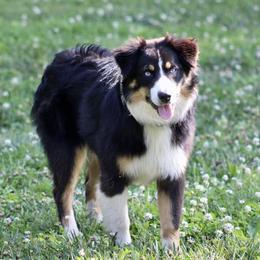 Naomi - Australian Shepherd