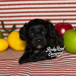 Porky - Black male Cavapoo puppy in Nashville, Arkansas from Rocky Road Puppies