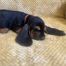 Basset Hound Puppies from Hudson's Hounds